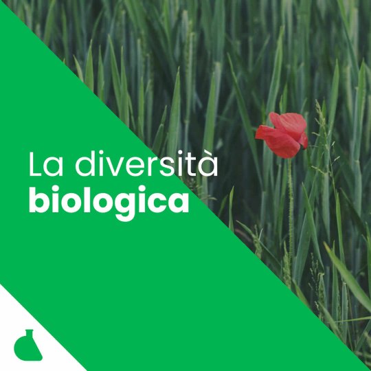 La biodiversità è parte di noi. Ci circonda, ci nutre e ci accompagna ogni giorno. E noi siamo parte di lei. Da tempo, nella nostra...